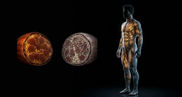 Muscle Quality vs Muscle Mass: What Matters After 35